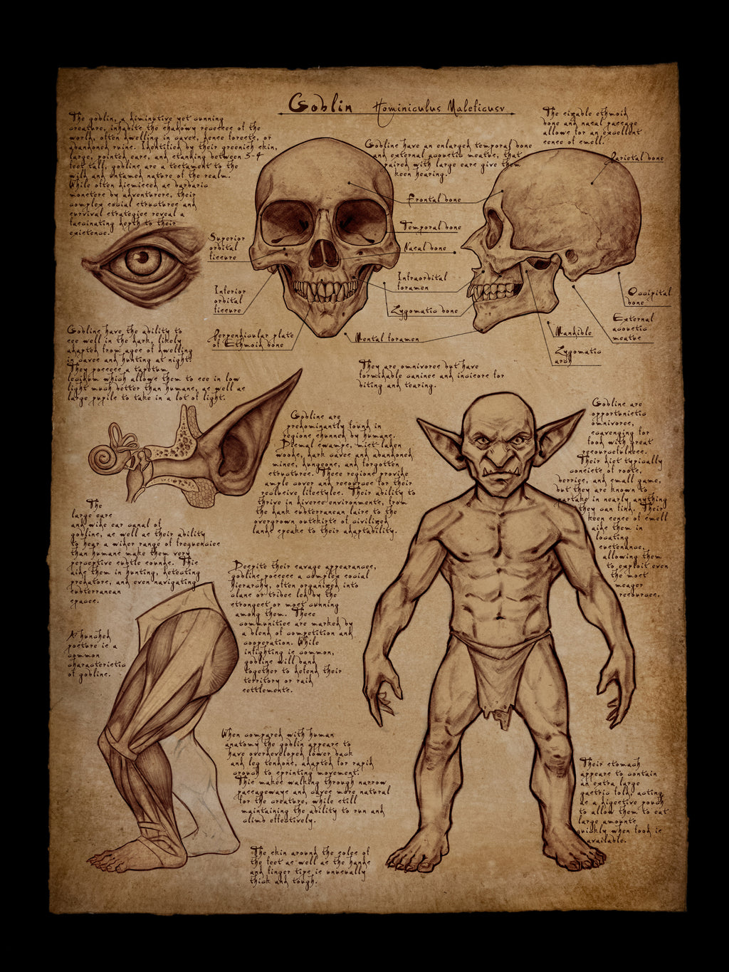 Goblin Anatomy Poster 18x24