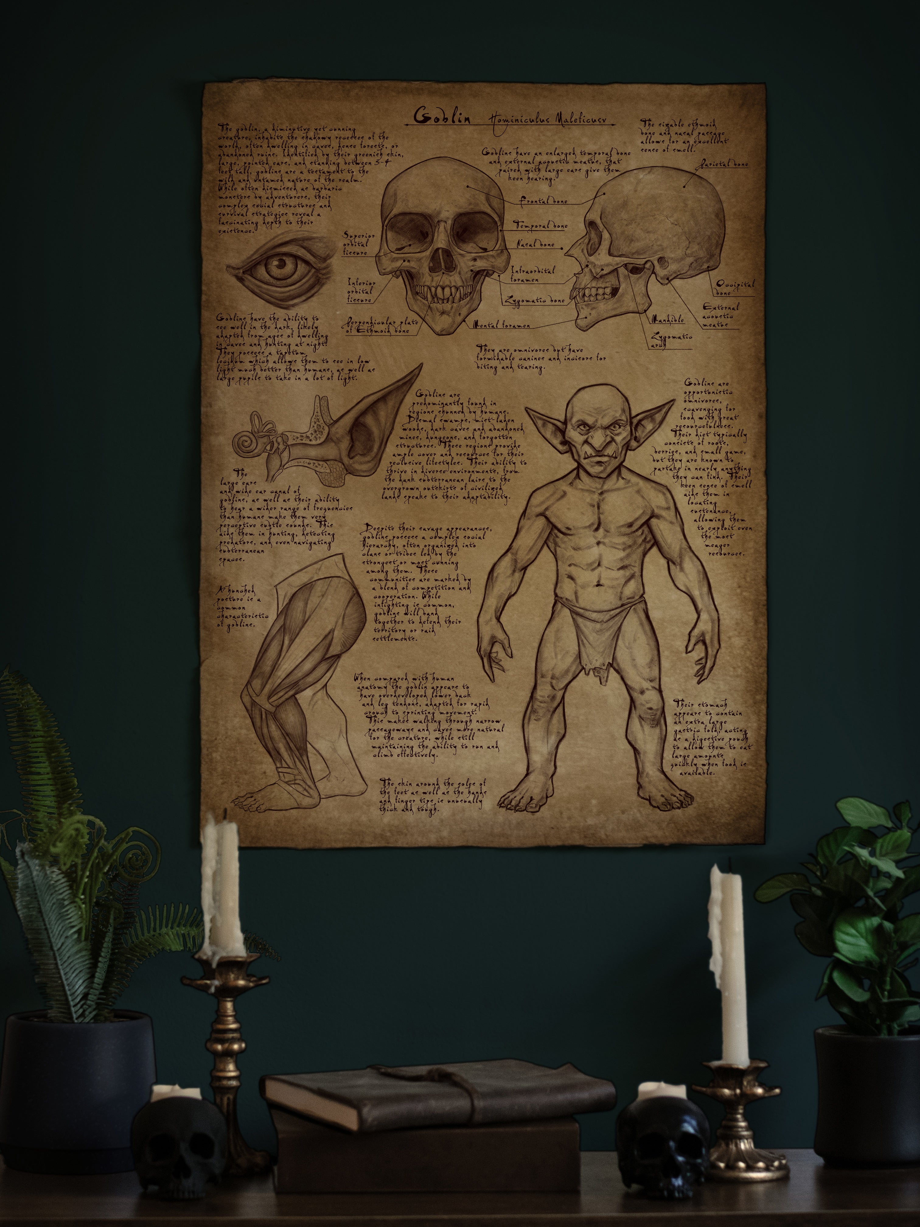 Goblin Anatomy Poster 18x24