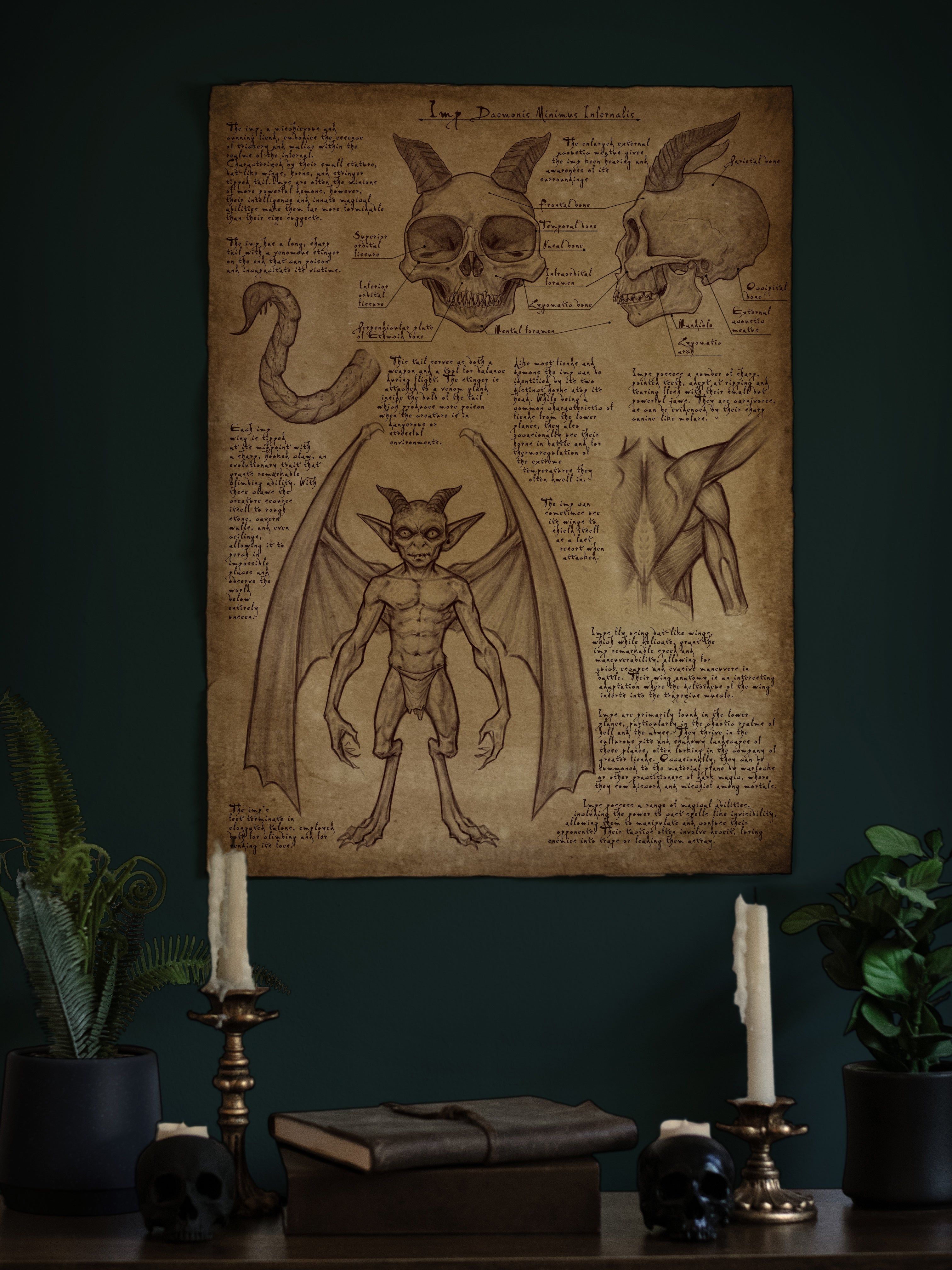 Imp Anatomy Poster 18x24