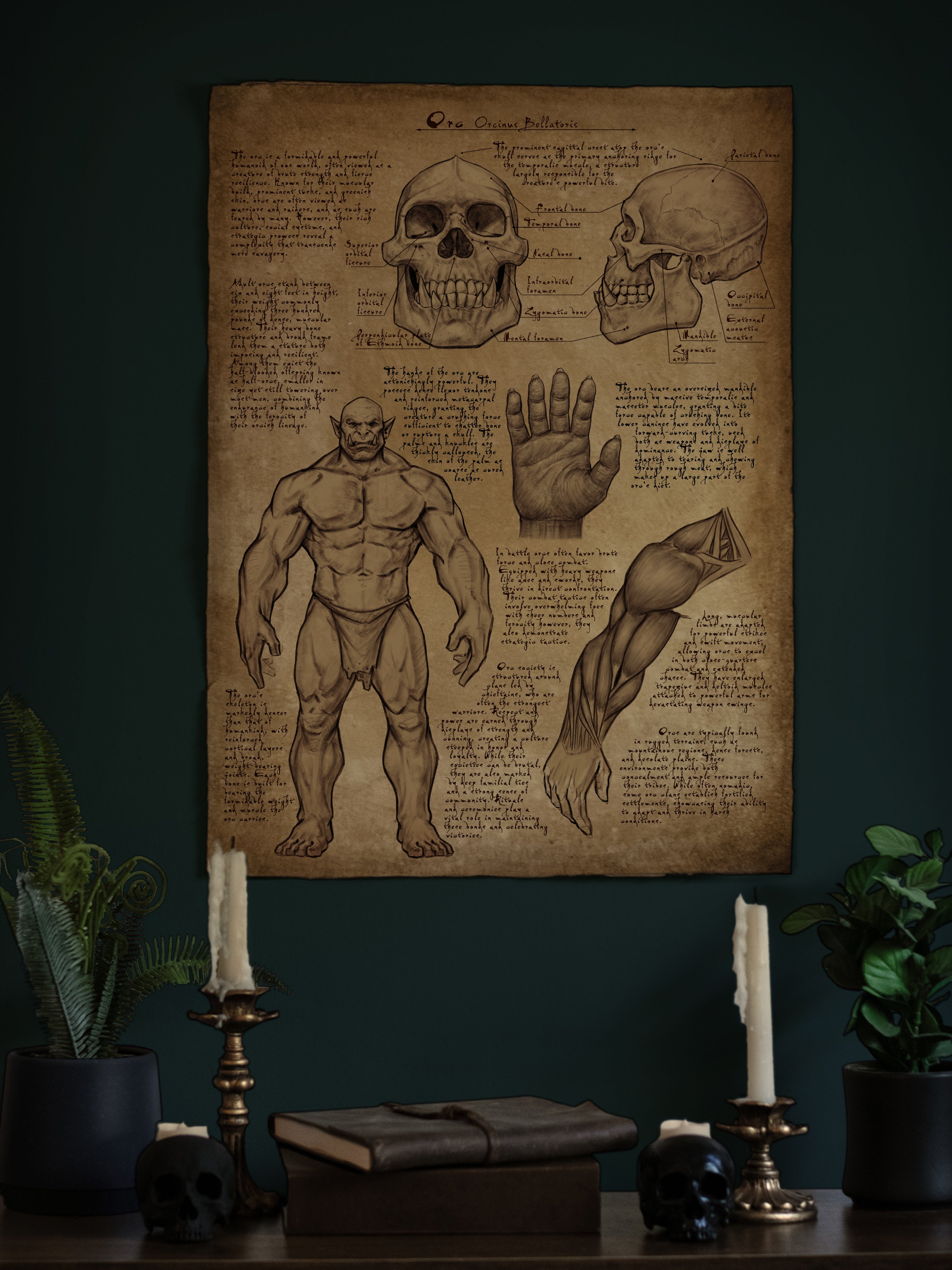 Orc Anatomy Poster 18x24